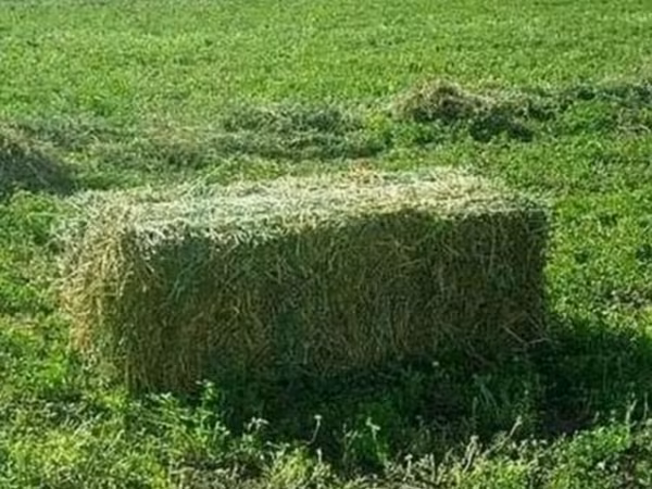 Клевер тюках 18шт (Маявка) 4 укос