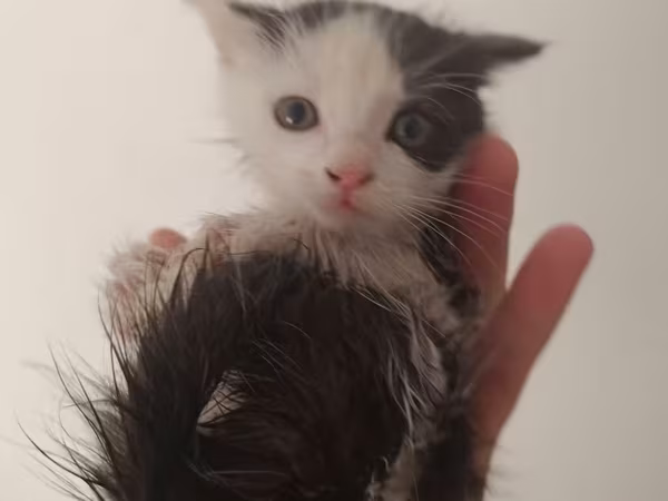 Срочно отдам даром 4 котенка мальчики или девочки не знаю, им ровно
