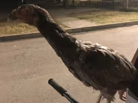 Chickens — الصورة 2