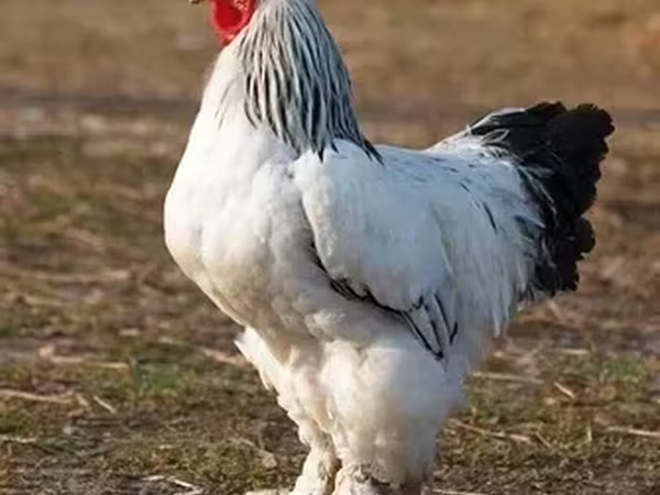 Brahma