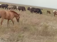 Égua, Mugalzhar horse — foto 4