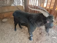 Cabras (lote, sexo não especificado), Cabras — foto 2