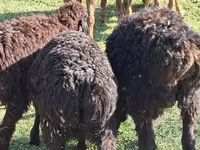 Ram, Sheep — photo 3