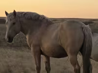 Koń, New Altai Horse — zdjęcie 1