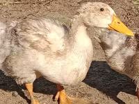 pato criollo doméstico — foto 4