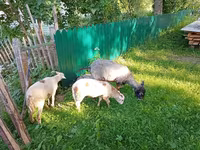 Dişi keçi, Kejobong goat — foto 3