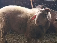 Qoç, Assaf sheep — foto 3