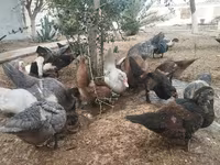 Ducks — الصورة 3