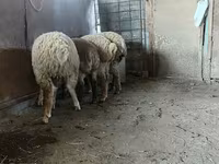 Ram, Sheep — photo 3