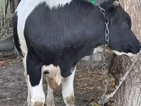 Touro, Russian Black pied cattle — foto 3