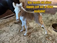 At, Gypsy horse — foto 5