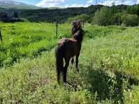 Hengst, American shetland pony — Foto 8