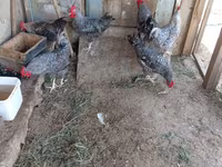 Chickens — foto 5