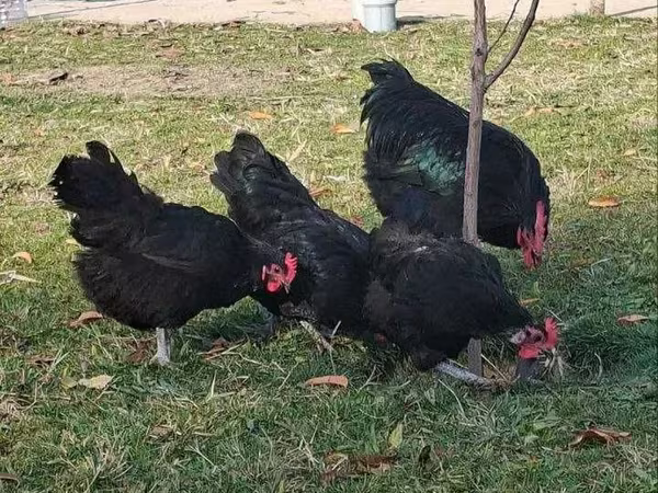 Chickens