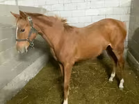 Mare, Anglo-Arabian — photo 5