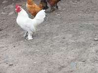 Chickens — photo 3