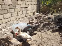 Domestic Muscovy — photo 6