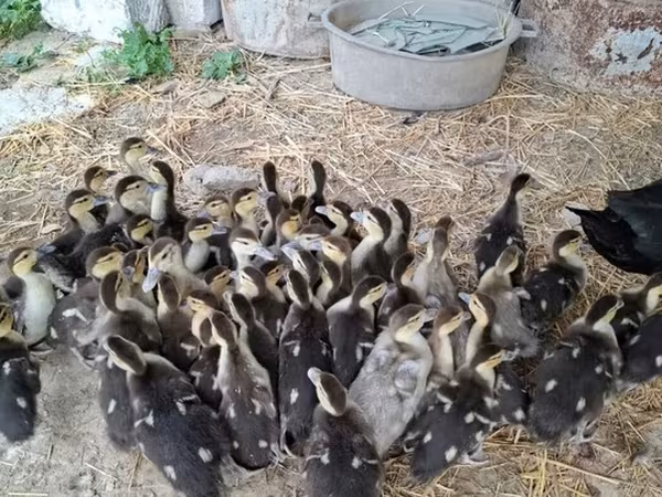 Ducks — Azerbaijan