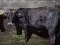 Bulle, Aberdeen-Angus — Foto 1