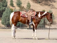 At, American paint horse — foto 3