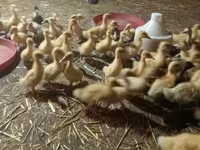 Ducks — Foto 2