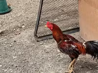 Chickens — photo 1