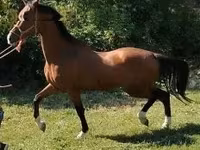 Caballo, Dutch warmblood horse — foto 3