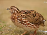 Quails — photo 2