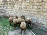 Ovejas (lote, sexo no especificado), Ovejas — foto 4