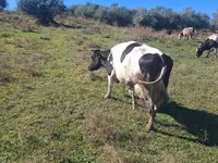 Cow, Simmental cattle — photo 2