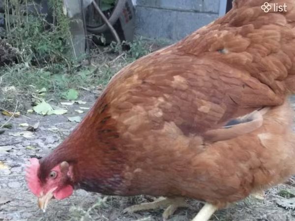 Chickens