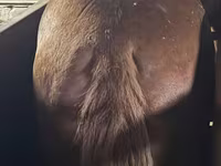 Kůň, Koně — foto 2