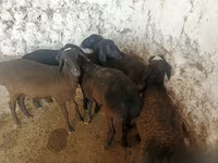 भेड़ें (लॉट, लिंग निर्दिष्ट नहीं), भेड़ — फ़ोटो 3