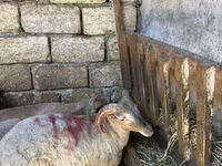 Qoyunlar (partiya, cinsi göstərilməyib), Qoyunlar — foto 5
