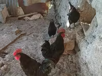 Chickens — foto 2