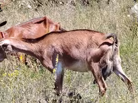 Koza, Nubian Goat — foto 1