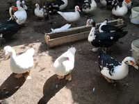 Ducks — الصورة 4