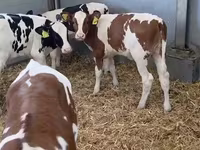 母牛, Russian Black pied cattle — 照片 3