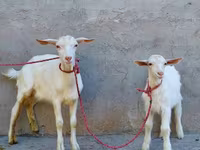 Goat, Saanen goat — photo 1