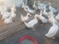 Ducks — الصورة 2