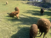 Sheep, Sheep — photo 1
