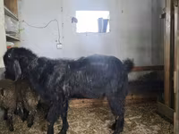 Keçi, Damask goat — foto 3