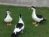 Hausente — Foto 3