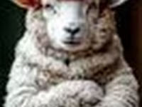 Ram, Sheep — photo 2