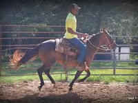 Yegua, Standardbred — foto 8