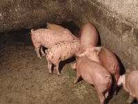Eber, Schweine — Foto 1
