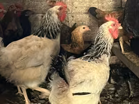 Chickens — photo 2
