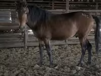 Horse (M), Kazakh horse — photo 1