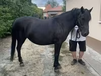 Égua, Hucul pony — foto 5