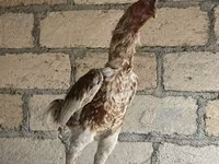 Chickens — photo 3